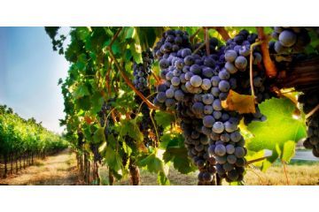 Bollettini fitopatologici